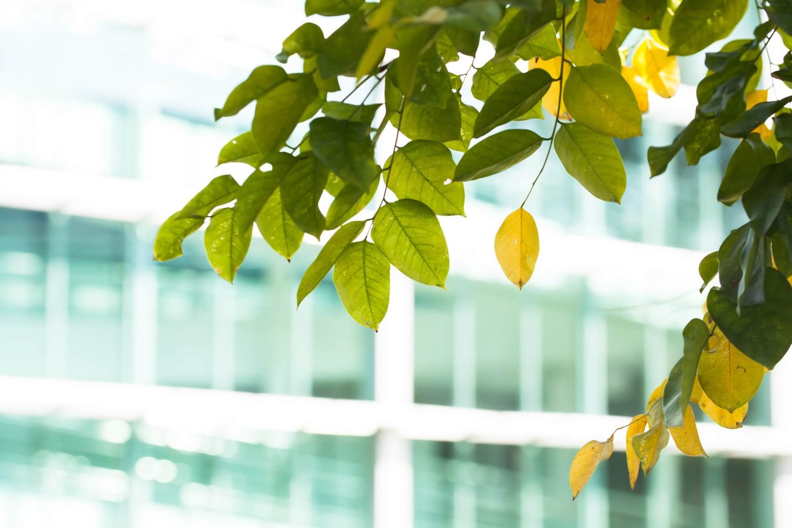 leaves-in-foreground-and-glass-building-office-blurred-out-in-background-1.jpg